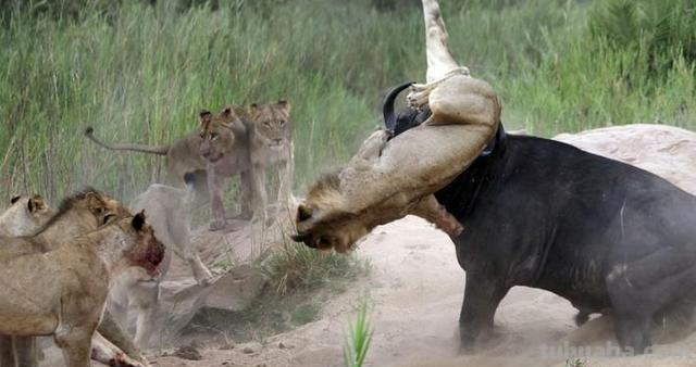 亚马逊沼泽之王:森蚺,既然它没天敌,那么带把刀能自救吗?