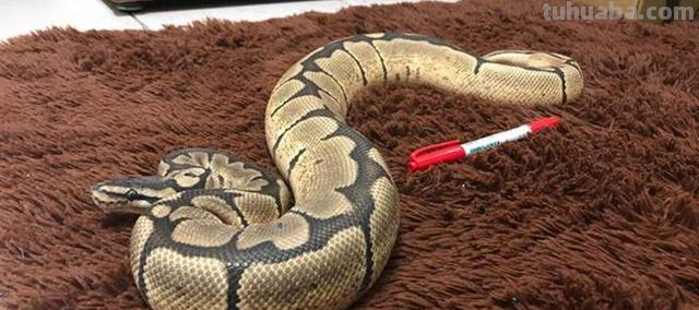 亚马逊沼泽之王:森蚺,既然它没天敌,那么带把刀能自救吗?