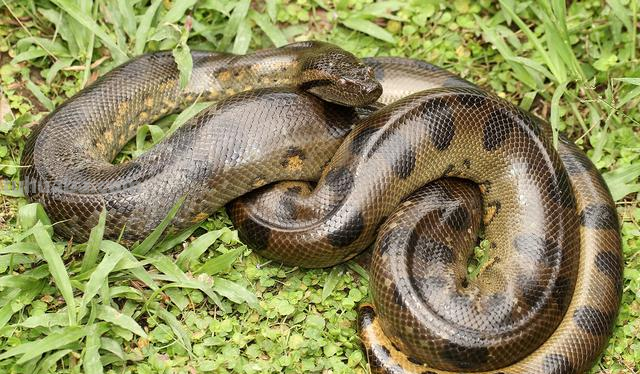 亚马逊沼泽之王:森蚺,既然它没天敌,那么带把刀能自救吗?