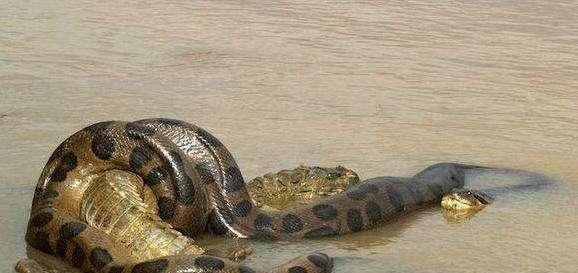 亚马逊沼泽之王:森蚺,既然它没天敌,那么带把刀能自救吗?