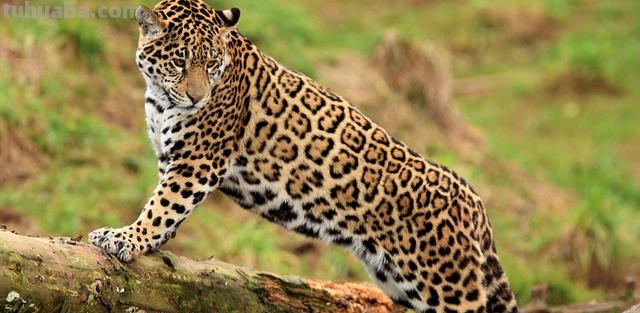 亚马逊沼泽之王:森蚺,既然它没天敌,那么带把刀能自救吗?