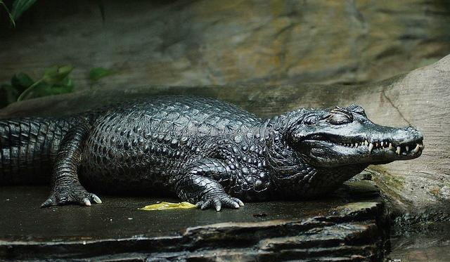 亚马逊沼泽之王:森蚺,既然它没天敌,那么带把刀能自救吗?