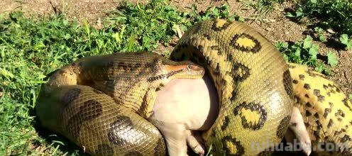 亚马逊沼泽之王:森蚺,既然它没天敌,那么带把刀能自救吗?