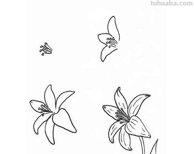 百合花怎么画简笔画（百合花怎么画简笔画又漂亮）