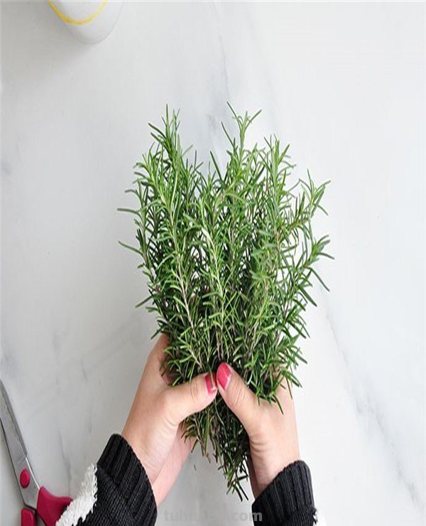 迷迭香是什么?（）