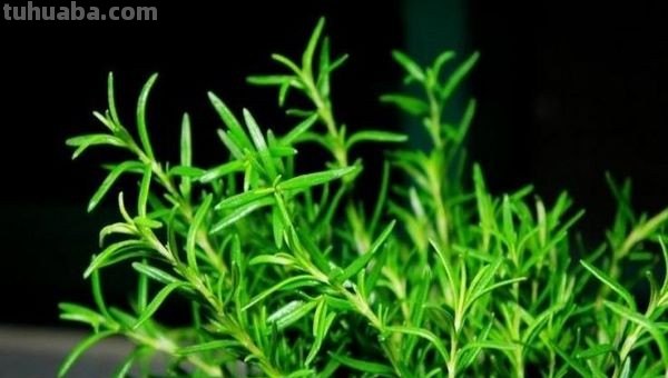 迷迭香是什么味道