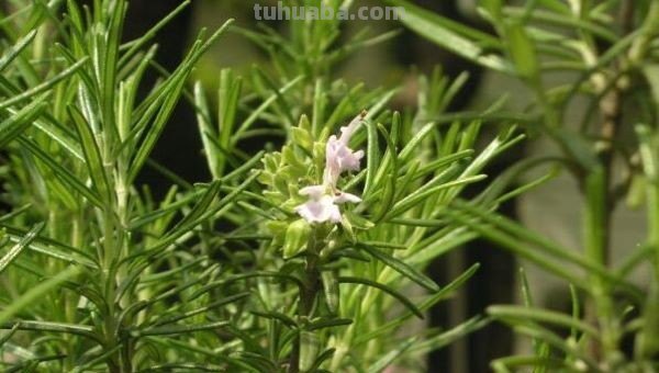 迷迭香是什么味道