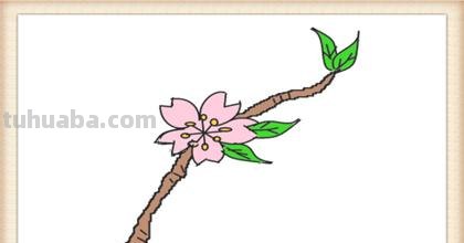 彩铅桃花怎么画(彩铅桃花怎么画简单) 彩铅桃花怎么画(彩铅桃花怎么画简单)