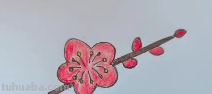 彩铅梅花怎么画(彩铅梅花怎么画简单) 彩铅梅花怎么画(彩铅梅花怎么画简单)