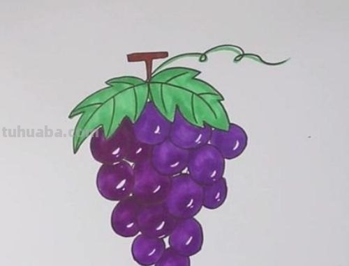 葡萄怎么画简笔画图片(葡萄怎么画简笔画图片大全) 葡萄怎么画简笔画图片(葡萄怎么画简笔画图片大全)