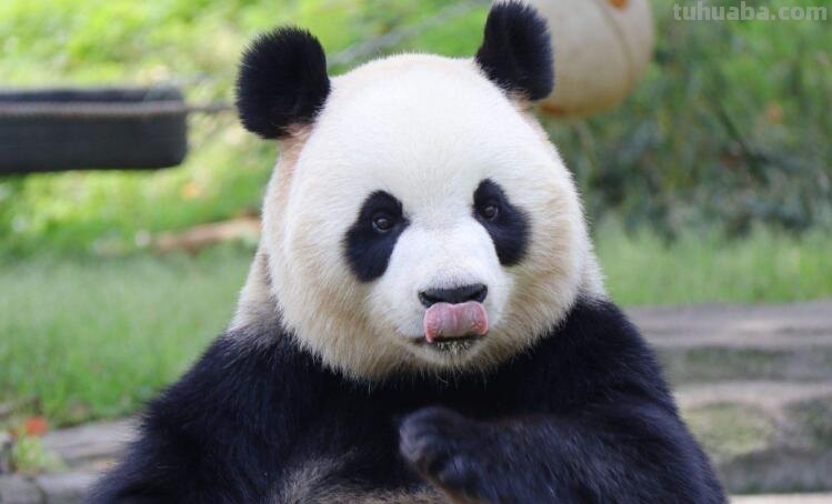 熊猫为什么又叫食铁兽?