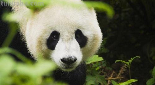 大熊猫为什么叫食铁兽