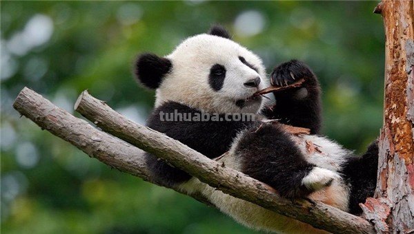 食铁兽是哪种动物