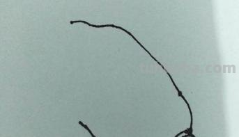 大白菜怎么画简笔画(大白菜怎么画简笔画图片) 大白菜怎么画简笔画(大白菜怎么画简笔画图片)