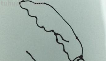 大白菜怎么画简笔画(大白菜怎么画简笔画图片) 大白菜怎么画简笔画(大白菜怎么画简笔画图片)