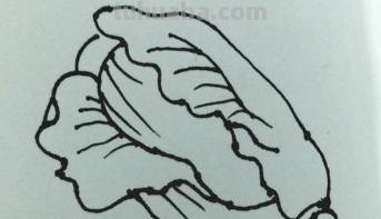 大白菜怎么画简笔画(大白菜怎么画简笔画图片) 大白菜怎么画简笔画(大白菜怎么画简笔画图片)