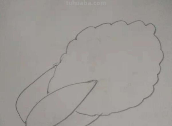 大白菜怎么画简笔画(大白菜怎么画简笔画图片) 大白菜怎么画简笔画(大白菜怎么画简笔画图片)