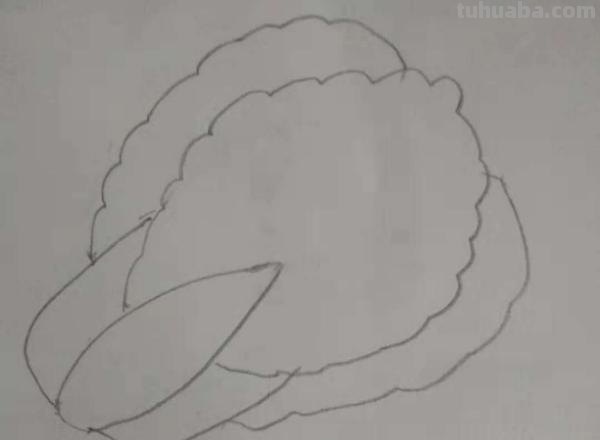 大白菜怎么画简笔画(大白菜怎么画简笔画图片) 大白菜怎么画简笔画(大白菜怎么画简笔画图片)