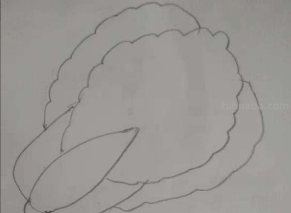 大白菜怎么画简笔画(大白菜怎么画简笔画图片) 大白菜怎么画简笔画(大白菜怎么画简笔画图片)