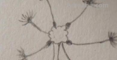 蒲公英怎么画简笔画(蒲公英怎么画简笔画 儿童) 蒲公英怎么画简笔画(蒲公英怎么画简笔画 儿童)