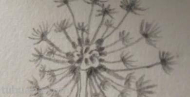 蒲公英怎么画简笔画(蒲公英怎么画简笔画 儿童) 蒲公英怎么画简笔画(蒲公英怎么画简笔画 儿童)