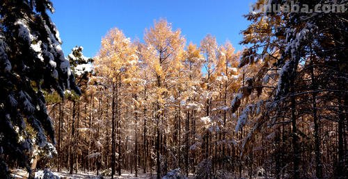 初雪的含义是什么?人为什么会对初雪有特殊的情结?