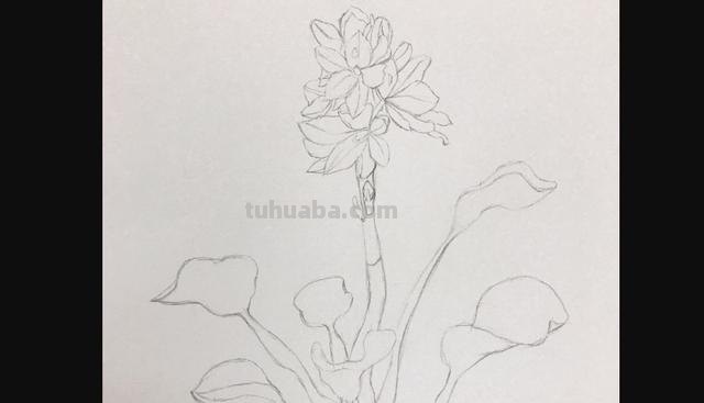 彩铅怎么画桂花(彩铅怎么画桂花好看图片) 彩铅怎么画桂花(彩铅怎么画桂花好看图片)