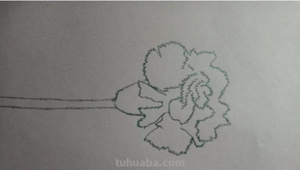 康乃馨怎么画简笔画() 康乃馨怎么画简笔画()