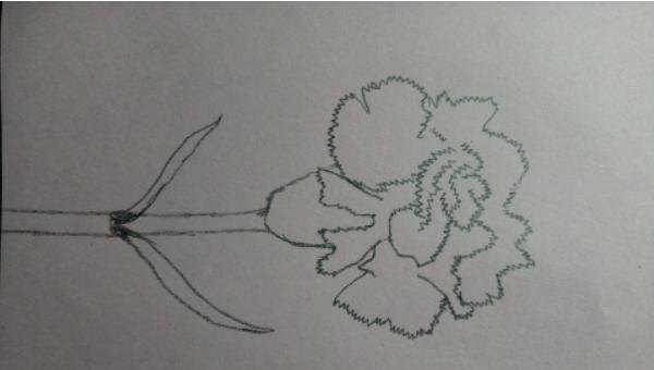 康乃馨怎么画简笔画() 康乃馨怎么画简笔画()