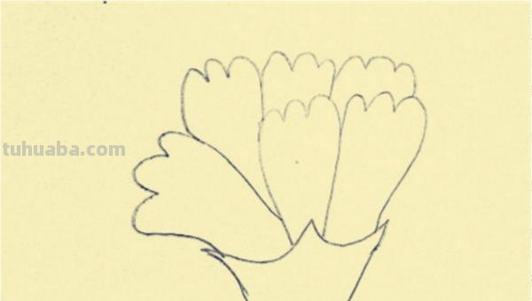 康乃馨怎么画简笔画() 康乃馨怎么画简笔画()