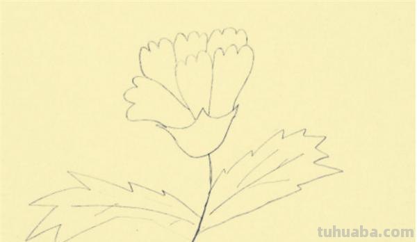 康乃馨怎么画简笔画() 康乃馨怎么画简笔画()