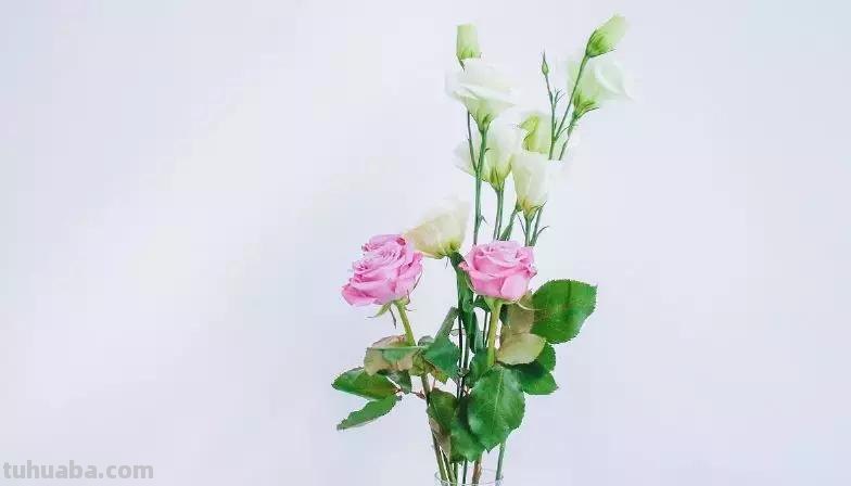花艺小课堂：50种鲜切花花语