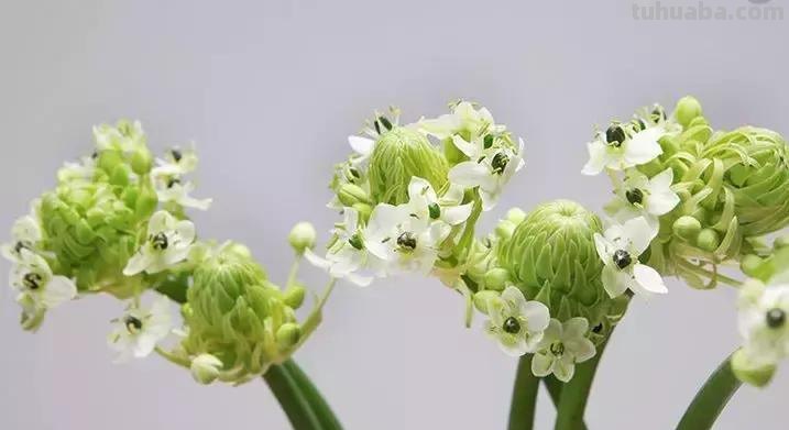 花艺小课堂：50种鲜切花花语