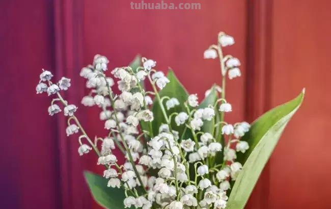 花艺小课堂：50种鲜切花花语