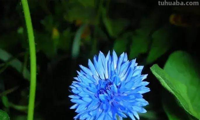 花艺小课堂：50种鲜切花花语
