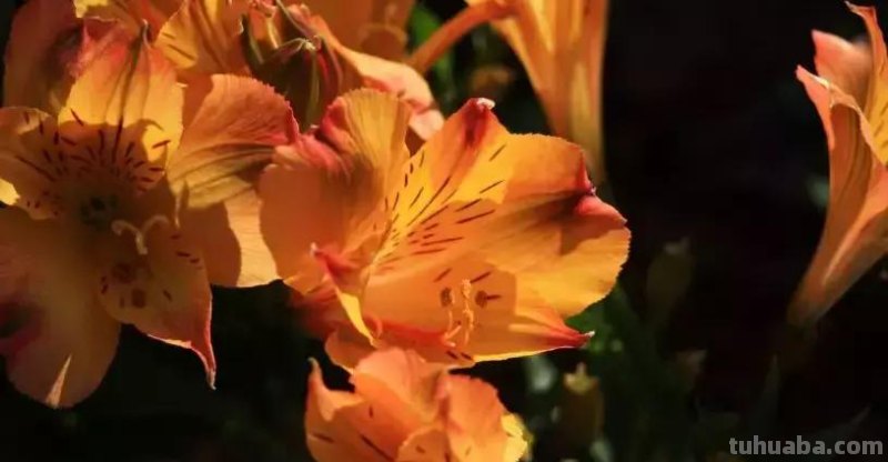 花艺小课堂：50种鲜切花花语
