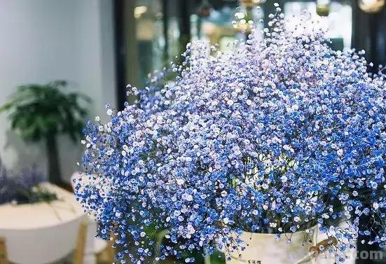 花艺小课堂：50种鲜切花花语