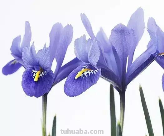 花艺小课堂：50种鲜切花花语