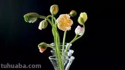 花艺小课堂：50种鲜切花花语