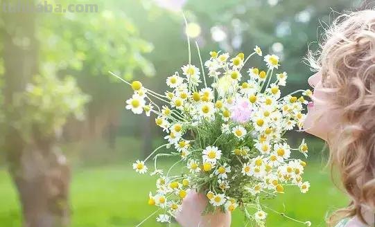 花艺小课堂：50种鲜切花花语