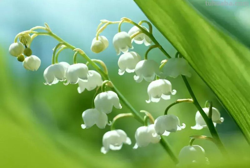 花艺小课堂：50种鲜切花花语