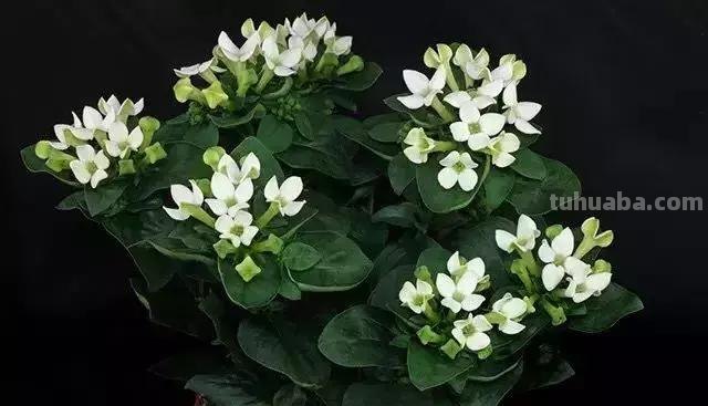 花艺小课堂：50种鲜切花花语