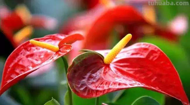 花艺小课堂：50种鲜切花花语
