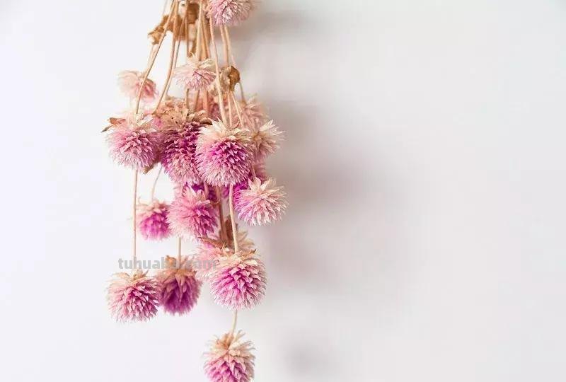 花艺小课堂：50种鲜切花花语