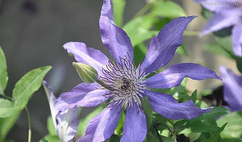 花艺小课堂：50种鲜切花花语