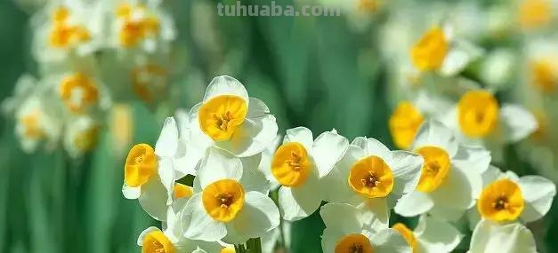 花艺小课堂：50种鲜切花花语