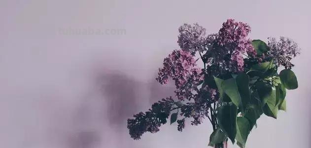 花艺小课堂：50种鲜切花花语