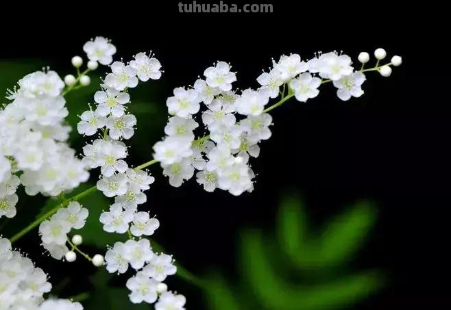花艺小课堂：50种鲜切花花语