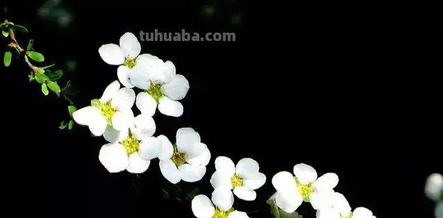 花艺小课堂：50种鲜切花花语