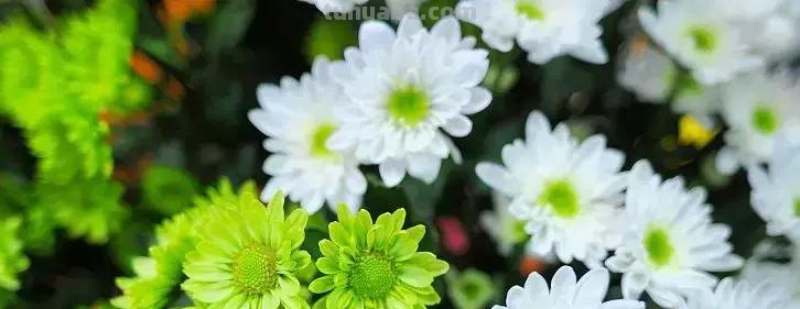 花艺小课堂：50种鲜切花花语